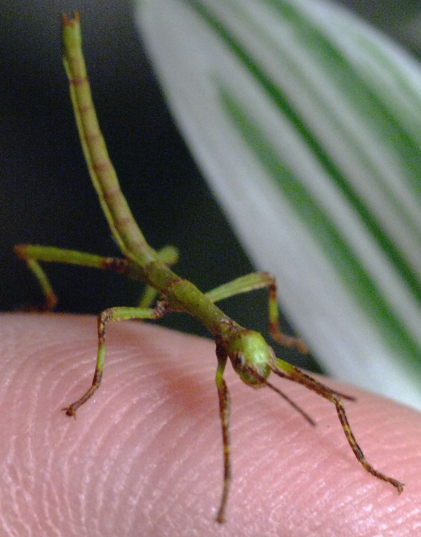 Diapherodes Gigantean.jpg